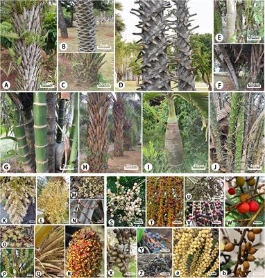 Plastome structure, phylogenomic analyses and molecular dating of Arecaceae